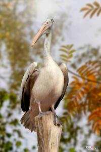 Rosy pelican