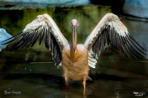 Rosy pelican india (1) (1)