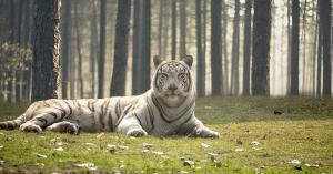 bengal tiger photos