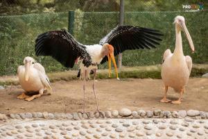 the painted stork chhatbir zoo
