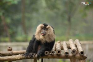 chhatbir zoo monkeys