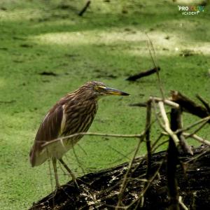 sukhna migratory birds