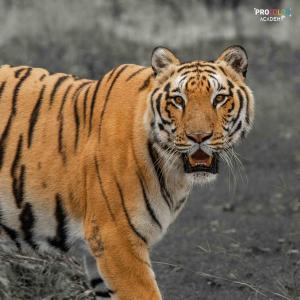 tiger chhatbir zoo
